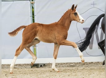 Westfaal, Hengst, veulen (04/2024), Donkere-vos