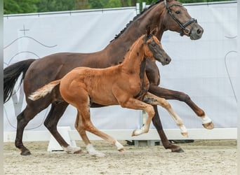 Westfaal, Hengst, veulen (04/2024), Donkere-vos