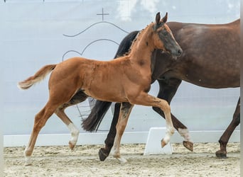 Westfaal, Hengst, veulen (04/2024), Donkere-vos