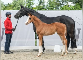 Westfaal, Hengst, veulen (04/2024), Donkere-vos