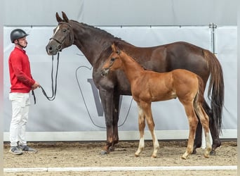 Westfaal, Hengst, veulen (05/2024), Donkere-vos