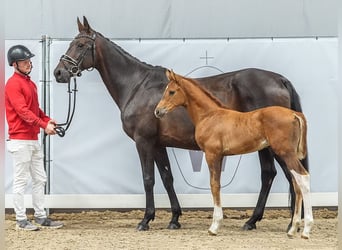 Westfaal, Hengst, veulen (05/2024), Donkere-vos