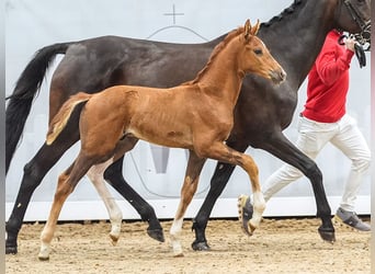 Westfaal, Hengst, veulen (05/2024), Donkere-vos