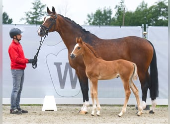 Westfaal, Hengst, veulen (06/2023), Donkere-vos