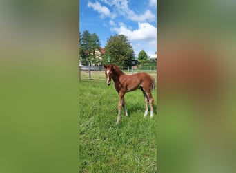 Westfaal, Hengst, Veulen (05/2025), Donkere-vos