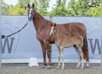 Westfaal, Hengst, veulen (06/2023), Donkere-vos