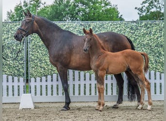 Westfaal, Hengst, Veulen (04/2025), Donkere-vos