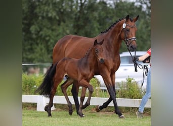 Westfaal, Hengst, veulen (06/2024)