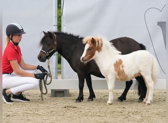 Westfaal, Hengst, veulen (05/2024), Gevlekt-paard