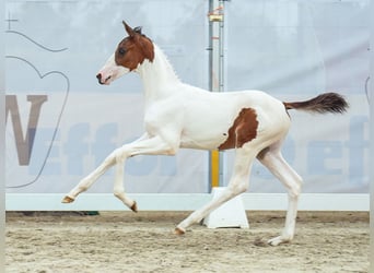 Westfaal, Hengst, veulen (06/2024), Gevlekt-paard