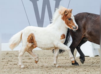 Westfaal, Hengst, veulen (05/2024), Gevlekt-paard