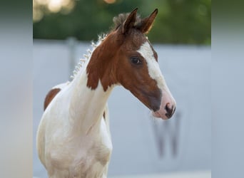 Westfaal, Hengst, veulen (06/2024), Gevlekt-paard