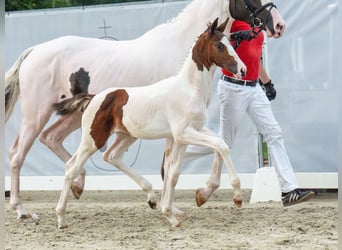 Westfaal, Hengst, veulen (06/2024), Gevlekt-paard