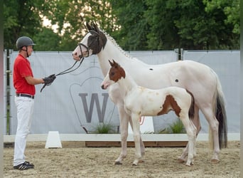 Westfaal, Hengst, veulen (06/2024), Gevlekt-paard