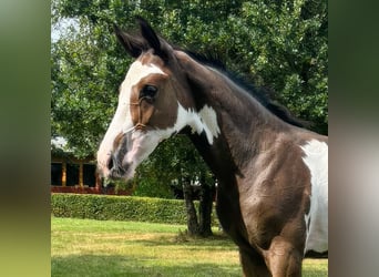 Westfaal, Hengst, veulen (05/2024), Gevlekt-paard