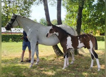 Westfaal, Hengst, veulen (05/2024), Gevlekt-paard