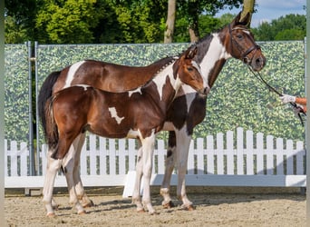 Westfaal, Hengst, Veulen (02/2026), Gevlekt-paard