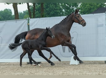 Westfaal, Hengst, veulen (05/2023), kan schimmel zijn