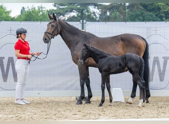 Westfaal, Hengst, veulen (05/2023), kan schimmel zijn