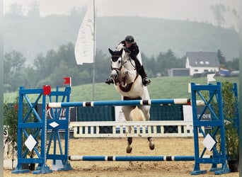 Westfaal, Hengst, Veulen (05/2026), kan schimmel zijn