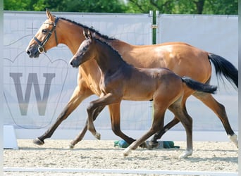 Westfaal, Hengst, veulen (05/2023), kan schimmel zijn