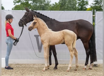 Westfaal, Hengst, veulen (04/2024), Palomino