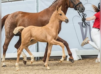 Westfaal, Hengst, veulen (06/2024), Palomino