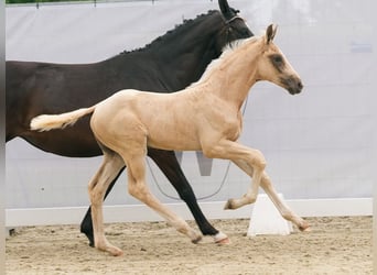 Westfaal, Hengst, veulen (04/2024), Palomino