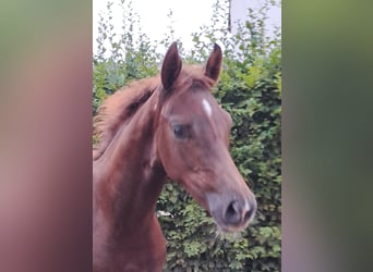 Westfaal, Hengst, Veulen (04/2025), Vos