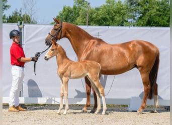 Westfaal, Hengst, veulen (05/2023), Vos