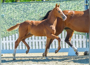 Westfaal, Hengst, Veulen (04/2026), Vos