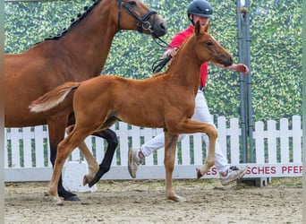Westfaal, Hengst, Veulen (04/2026), Vos