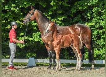 Westfaal, Hengst, veulen (04/2024), Vos