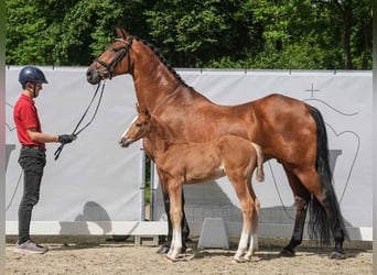 Westfaal, Hengst, veulen (05/2024), Vos