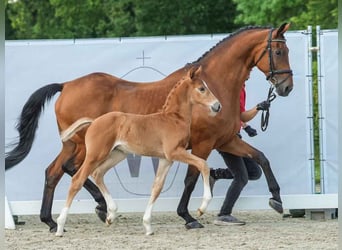 Westfaal, Hengst, veulen (05/2024), Vos