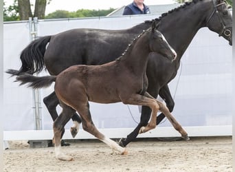 Westfaal, Hengst, veulen (03/2024), Zwart