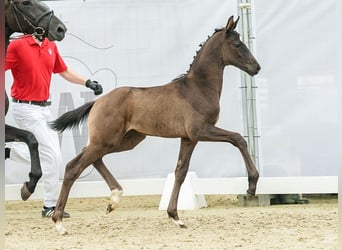 Westfaal, Hengst, veulen (05/2024), Zwart