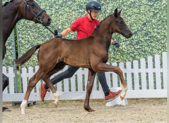 Westfaal, Hengst, Veulen (04/2026), Zwartbruin