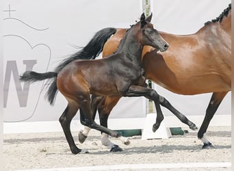 Westfaal, Hengst, veulen (05/2023), Zwartbruin