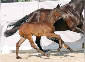 Westfaal, Hengst, veulen (04/2023), Zwartbruin