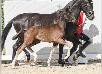 Westfaal, Hengst, veulen (03/2024), Zwartbruin