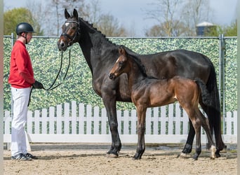 Westfaal, Hengst, Veulen (02/2026), Zwartbruin