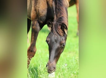 Westfaal, Hengst, veulen (04/2024), Zwartbruin