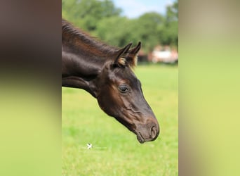 Westfaal, Hengst, veulen (04/2024), Zwartbruin