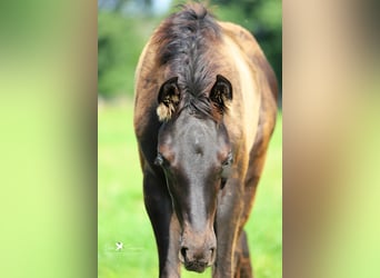 Westfaal, Hengst, veulen (04/2024), Zwartbruin