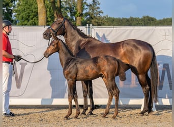 Westfaal, Hengst, veulen (05/2023), Zwartbruin