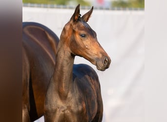 Westfaal, Hengst, veulen (05/2023), Zwartbruin