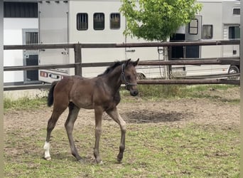 Westfaal, Hengst, veulen (06/2024), Zwartbruin