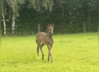 Westfaal, Hengst, veulen (06/2024), Zwartbruin