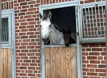 Westfaal, Hengst, veulen (04/2024), Zwartschimmel